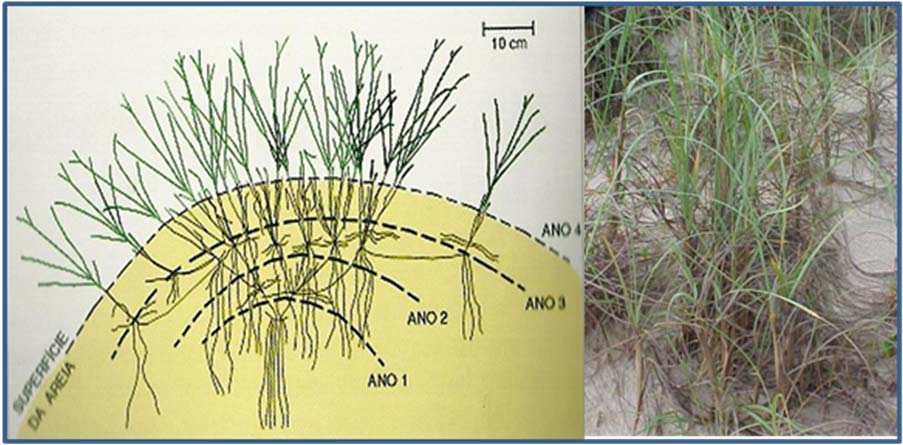 159 Figura 65. Aspecto de crescimento da Panicum racemosum, após sucessivas deposições anuais de areia, formando uma rede de rizomas e raízes (CORDAZZO, et. al, 2006).