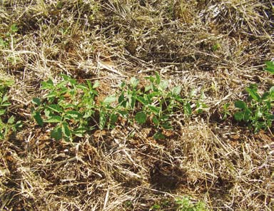 O que é Plantio Direto (PD) é um sistema agrícola preservacionista com relação aos recursos naturais água e solo, que tem por objetivo obter o máximo do potencial produtivo das culturas no longo