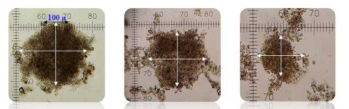 BFT Biofloc Technology (Sistema de cultivo em bioflocos) Macroagregados de algas, diatomáceas,