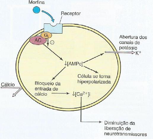 Mecanismo de Ação Celular: Receptores acoplados a proteínas G; Diminuição na atividade da adenilato ciclase.