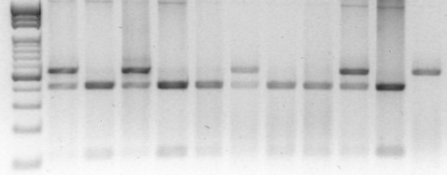 Genotipagem por PCR-RFLP Reação em cadeia da polimerase, seguida de restrição