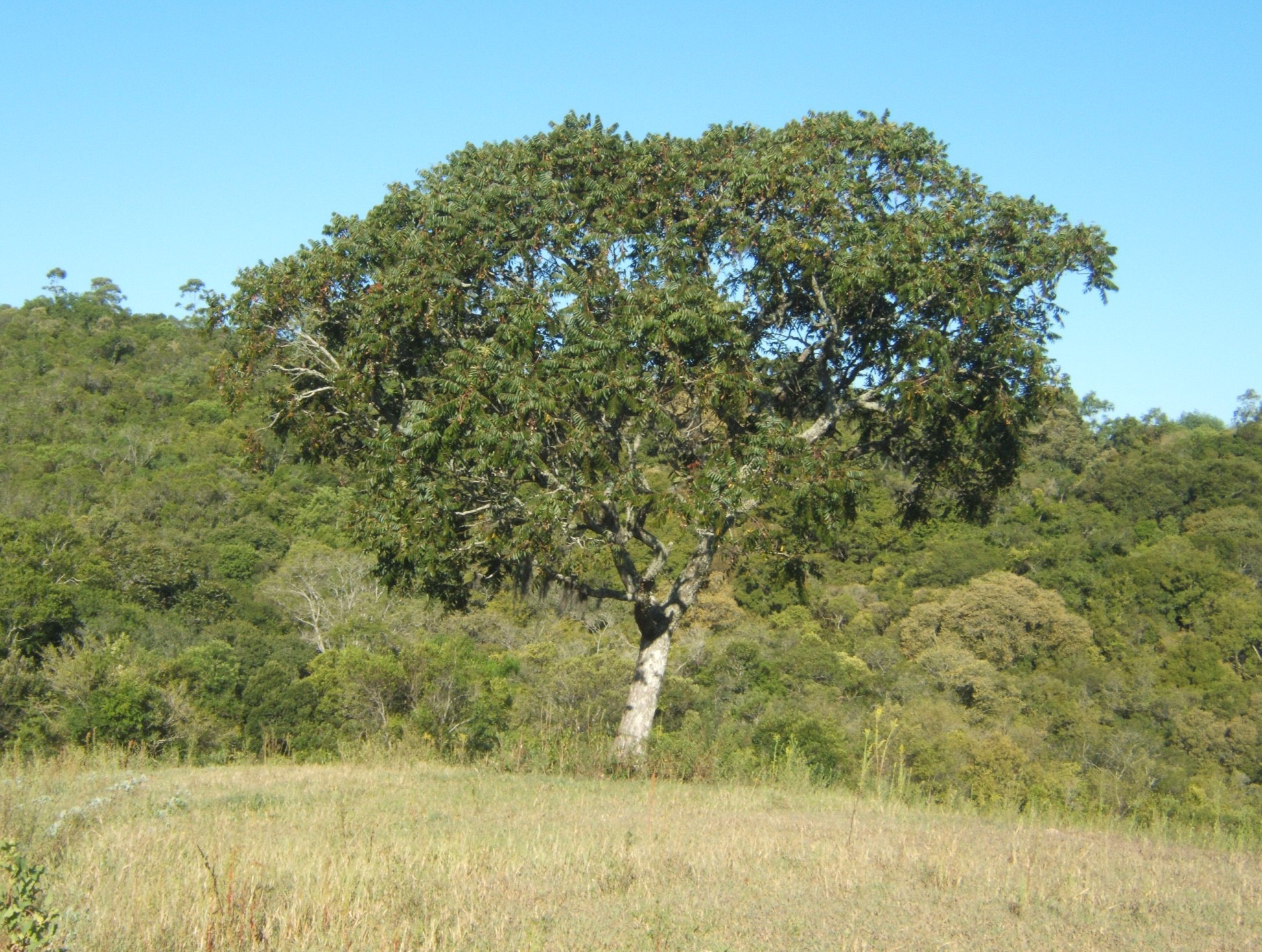 Espécies arbóreas da Serra dos Tapes: um resgate etnobotânico Nomes populares: cedro, cedro-rosa, cedro-vermelho, em tupi-guarani acaiacá