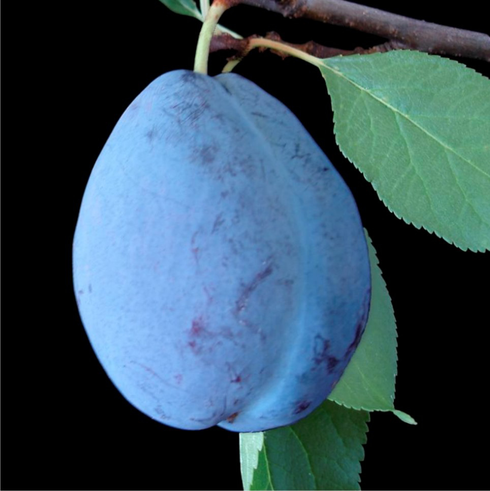 2 Ameixeira: Histórico e Perspectivas de Cultivo Figura 1. Ameixa Japonesa - Prunus salicina. Cultivar Amarelinha. Finalidade: Consumo in natura.