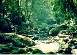 Tropical úmido ou litorâneo É quente e possui um regime de chuvas mais bem distribuído durante o ano que o tropical típico.