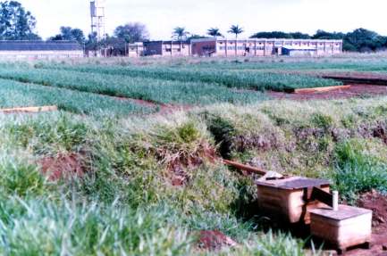 6 K, P (disponível) e matéria orgânica de amostras compostas da camada 0-0,05 m do solo, obtidas em 1988, nos diferentes sistemas de manejo, estão na Tabela 1. TABELA 1.