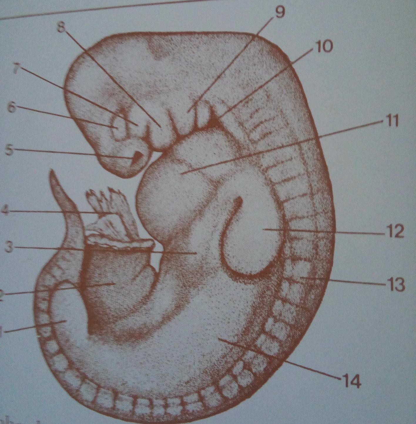 Embrião suíno 18-19 dias 7,5mm 1-esboço do membro posterior; 5-