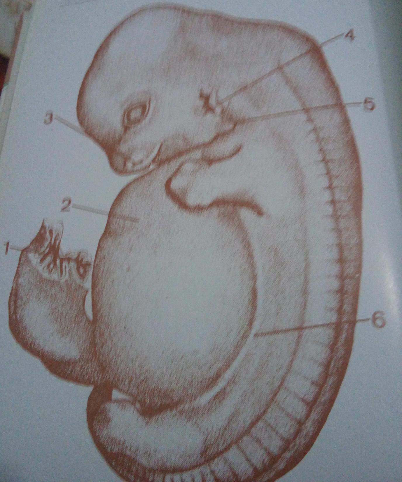 Embrião suíno 24 dias 15mm 1-resto do saco viletinico no cordão umbilical; 2- proeminência