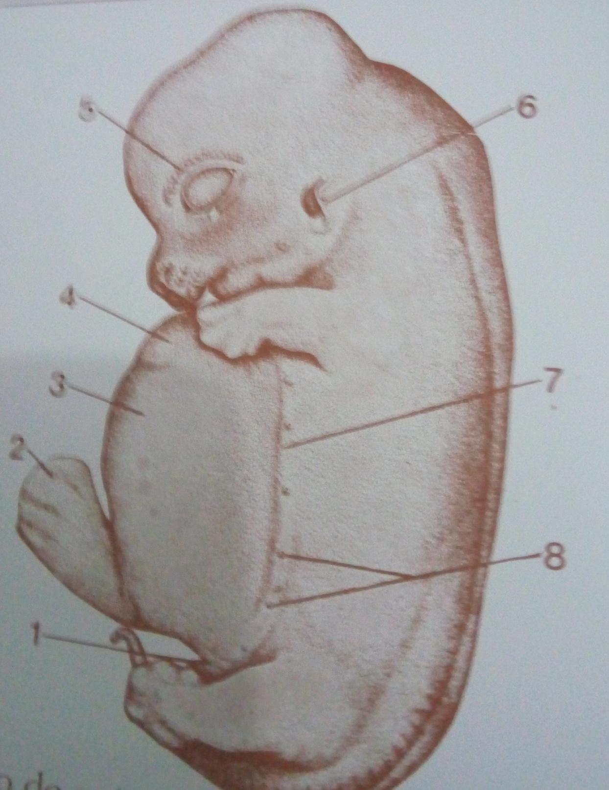 Embrião suíno 28 dias 20mm 1-tubérculo genital; 2- pendúnculo ventral com cordão umbilical; 3-