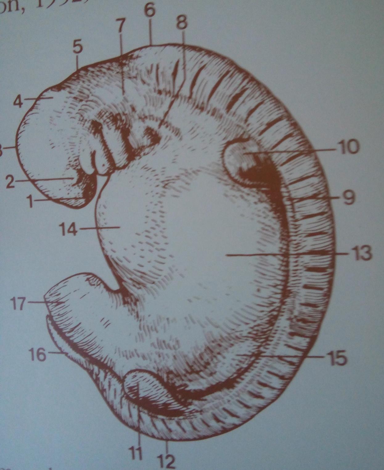Embrião bovino 28 dias 2-esboço do olho; 9- cristas ds extremidades; 10 esboço do membro torácico; 11-