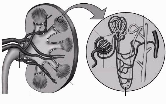 23 QUESTÃO 44 Na figura, está representada a estrutura anatômica de um rim humano e de um néfron.
