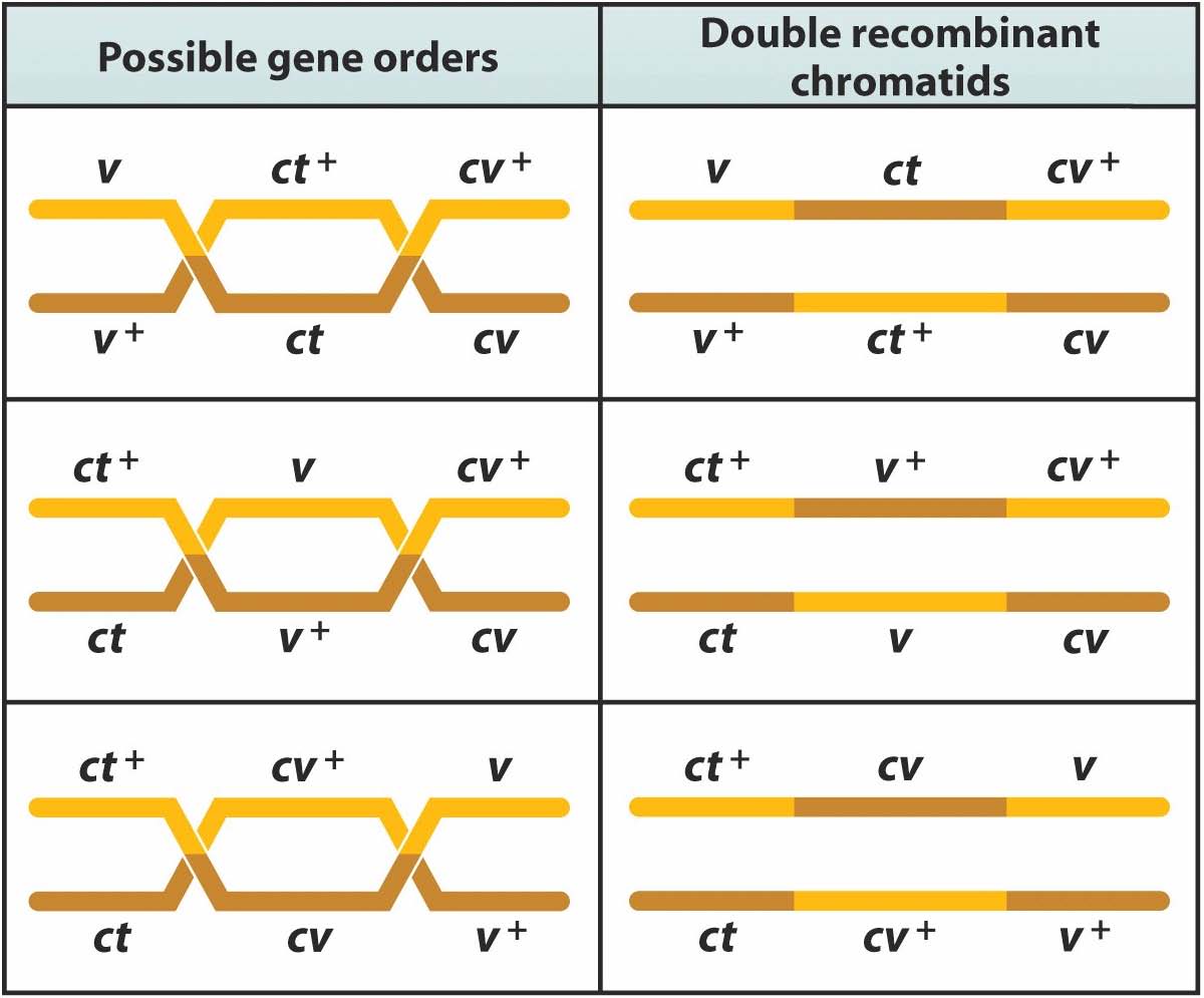 A recombinação entre genes ligados pode ser usada para mapear sua distância no cromossomo.