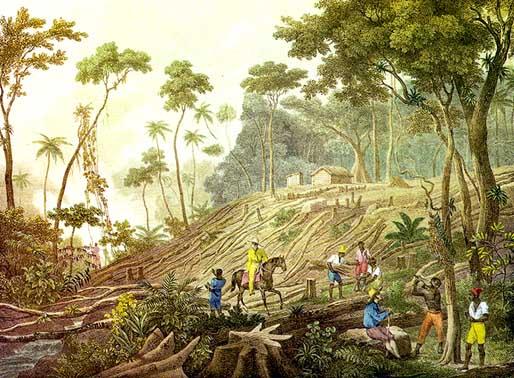 Fonte 2 Derrubada de uma floresta, gravura colorizada de Johann Moritz Rugendas, 1835.