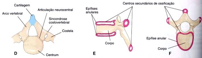 Formação das vértebras 4ª. semana 7ª. semana 9ª.