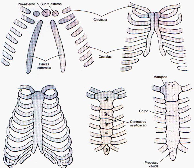 Costelas processos costais vértebras torácicas Condrogênse: período embrionário Ossificação: período fetal costelas verdadeiras falsas flutuantes Esterno