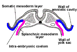 ectoderme Mesoderme lateral somática Parede da cavidade amniótica