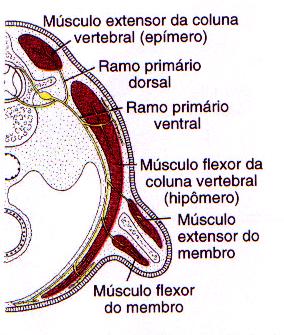 Fim da 5ª semana: células do miótomo se agrupam em 2 porções: Parte dorsal: Epímero - inervado pelo ramo dorsal do nervo espinhal Parte ventral: