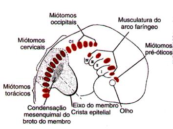 HIPÔMEROS Hipômeros cervicais - m. escaleno - m. pré-vertebral - m. geniohióideo - m. infrahióideo Hipômeros torácicos -m. flexores laterais e ventrais da coluna vertebral Hipômeros lombares - m.