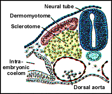 Porção dorsal: Dermomiótomo Dermátomo (derme e hipoderme) Miótomo (músculos do tronco e pescoço)