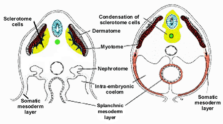 DESENVOLVIMENTO DO ESQUELETO AXIAL Coluna vertebral esclerótomos Formação da