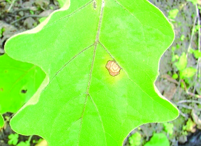 7 Queima de folhas e podridão de frutos por Phomopsis (Phomopsis vexans) Esta doença é transmitida por sementes e afeta toda a parte aérea da planta.