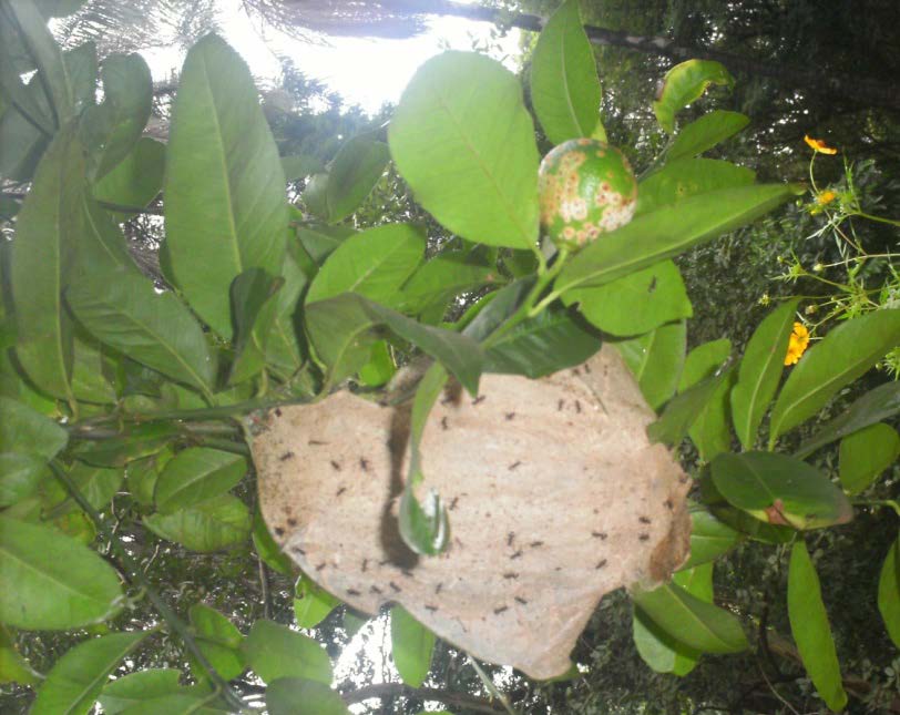 a mandíbula das larvas sobre o substrato, estas liberam a seda que será utilizada para tecerem o ninho nas folhas da árvore (HÖLLDOBLER & WILSON, 2005).