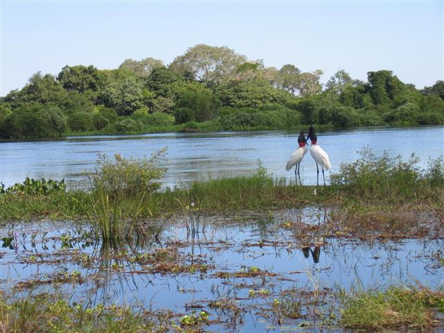 Ecossistemas Brasileiros Pantanal Diversidade de fauna e