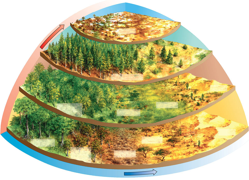 Distribuição dos biomas no planeta Polar Tundra Subpolar Floresta de Coníferas Temperado Deserto Floresta