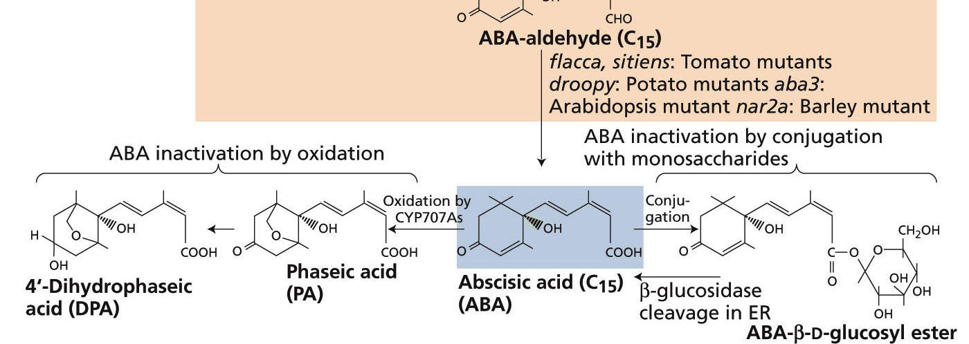 Níveis do ABA citosólico AAO (abscísicoaldeído oxidases Obs: O ácido faséico (PA) é inativo ou possui atividade residual em bioensaios.
