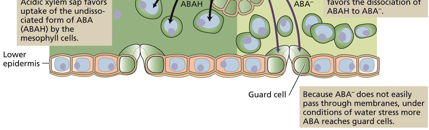 O ABA fecha os estômatos em resposta ao estresse hídrico Ocorre redistribuição do ABA na folha devido a alcalinização do xilema durante o estresse hídrico A concentração do ABA nas folhas pode