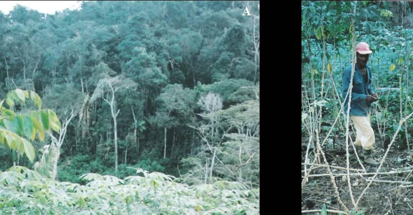 B Figura 11. Vista panorâmica de um plantio de mandioca, tendo ao fundo um cacau cabruca no Sul da Bahia (A). Interior de um mandiocal danificado em conseqüência do ataque de caititus.
