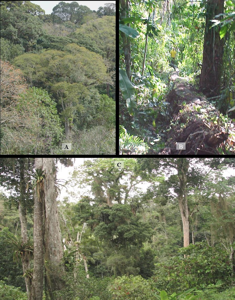 tação, além de abundantes recursos hídricos, proporcionaram as condições para o surgimento de uma floresta de variadas tipologias com alta diversidade biológica (Santos, 1991, 1992, 1993; Lobão et al.