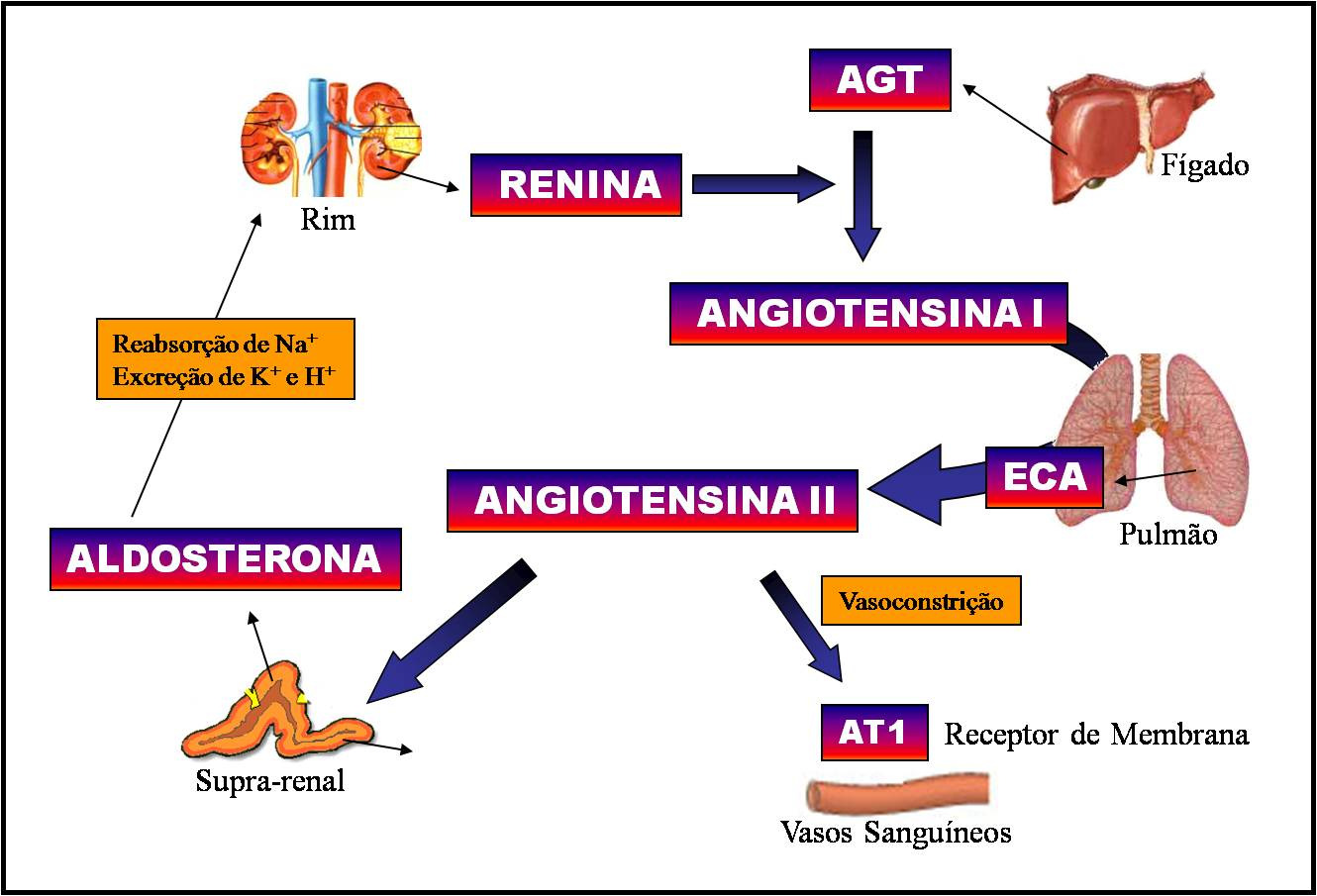 Figura 2 Sistema Renina-Angiotensina-Aldosterona.