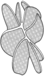3 Figure 1. Morfologia do ferro fundido cinzento (5).