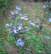 Visitas Pedagógicas Cheiros da Floresta Cheira bem! o que é? Espera-se dar a descobrir as espécies aromáticas e medicinais.