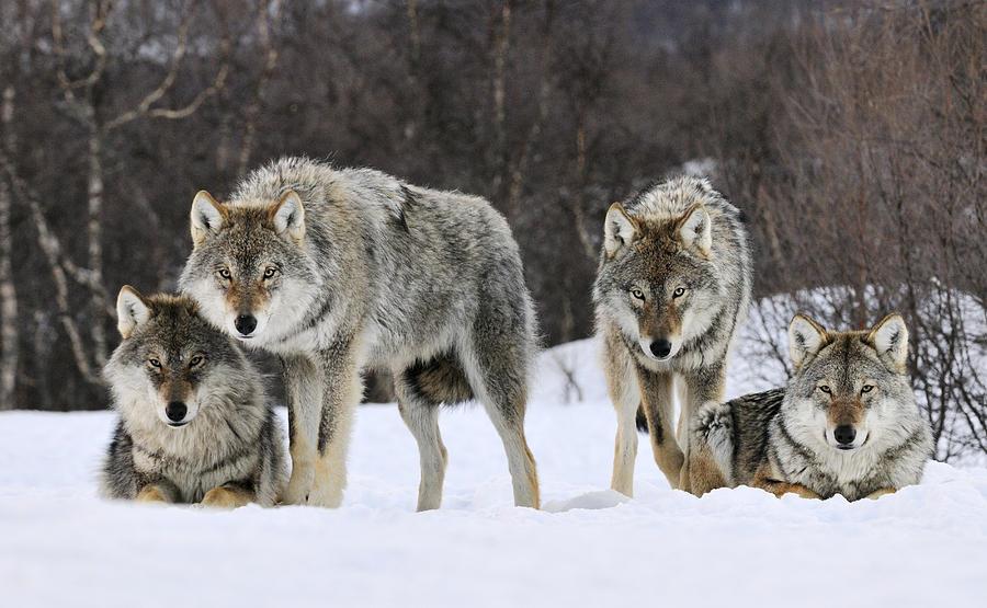 Cães e lobos, que Lineu considerava duas espécies distintas, eram para ele semelhantes o bastante para ser colocadas juntas em um táxon mais abrangente, hierarquicamente superior ao de