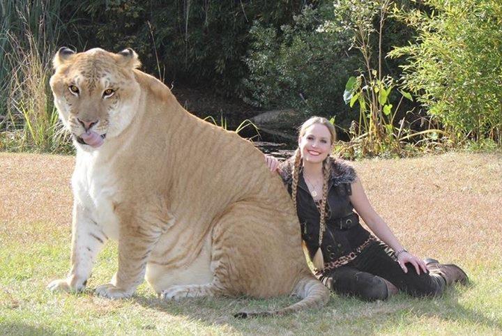 Em alguns jardins zoológicos do mundo já foram obtidos cruzamentos entre leões (Panthera leo) e tigres