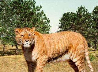 Em cruzamentos entre um tigre e uma leoa, por sua vez, surge outro tipo de híbrido, o tigon (do inglês, tiger e lion).