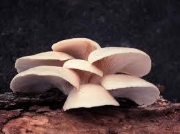 Reino Fungi O reino Fungi inclui os fungos, seres eucarióticos, unicelulares ou multicelulares com corpo formado por