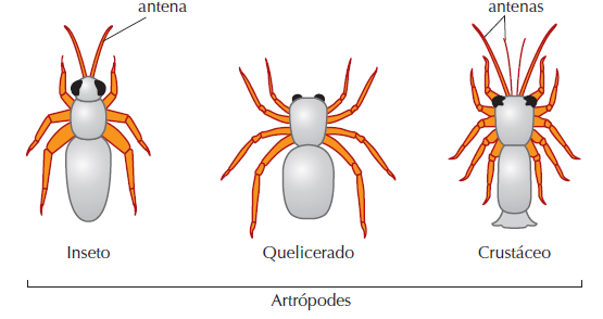 O grupo dos artrópodes é atualmente composto por insetos, crustáceos, aracnídeos e miriápodes, entre outros animais menos conhecidos.