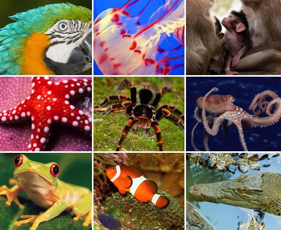 Reino Animalia O reino Animalia reúne os animais, seres eucarióticos, multicelulares e heterotróficos.