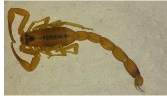 Figura 3: Espécie Tityus stigmurus. Fonte: Laboratório de Fisiologia e Farmacologia Vitória UFPE/CAV. Figura 4: Diálogo entre escorpiões.