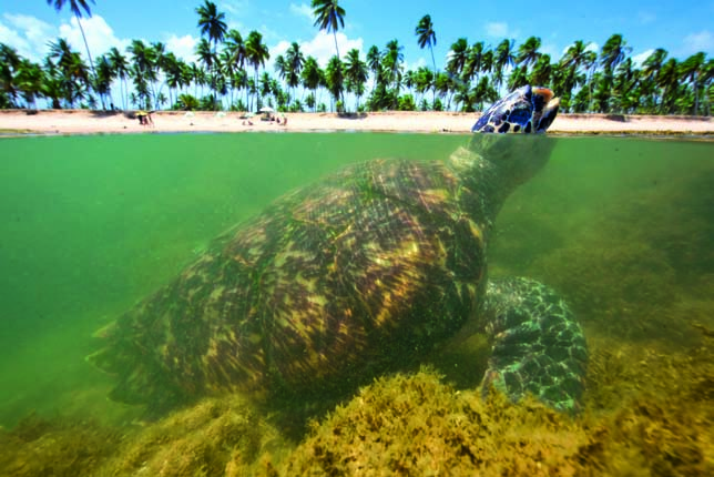 Por que precisam subir à superfície para respirar? Porque as tartarugas marinhas têm pulmões e precisam respirar na superfície da água.