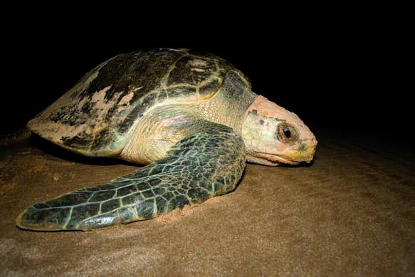 As tartarugas marinhas continuam ameaçadas de extinção?
