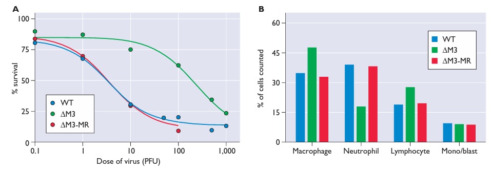 Papel das quimiocinas na patogênese Gamaherpesvírus tipo 68 Gene M3 codifica uma proteína que liga à quimiocinas CC A maioria das quimiocinas CC são