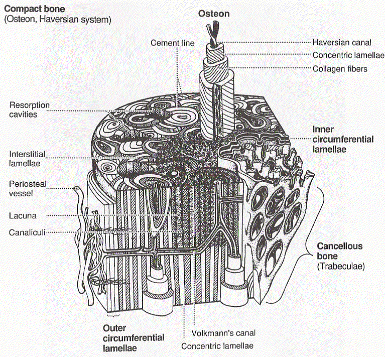 osso cortical osteons secundários ososteons secundários surgem da remodelação óssea notar a cement line a