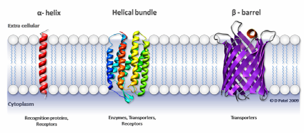 coli) Estrutura Quaternária Proteínas que, na sua forma nativa ou funcional, possuem mais de uma cadeia polipeptídica exibem estrutura 4ª.