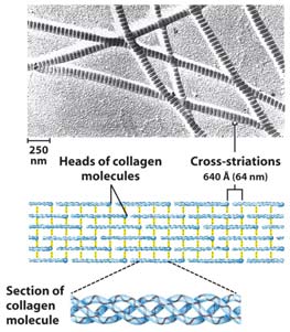 Proteínas fibrosas: queratina Proteínas fibrosas: colágeno Sequência primária: Gly-Pro-4Hyp Coiled coil =