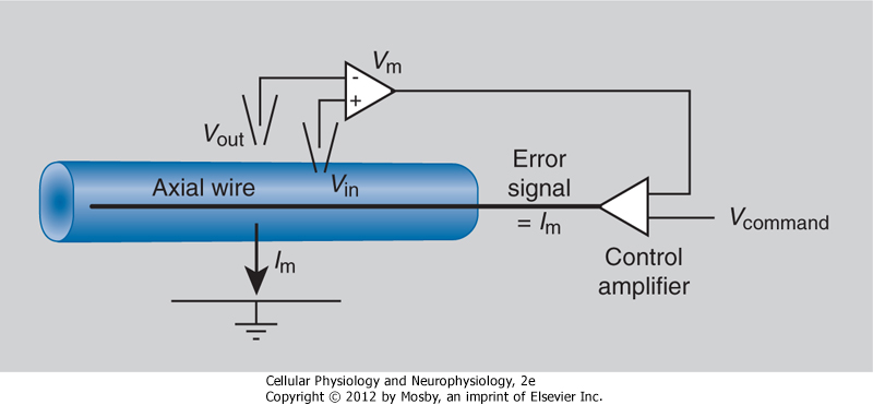 A técnica do voltage-clamp permite a