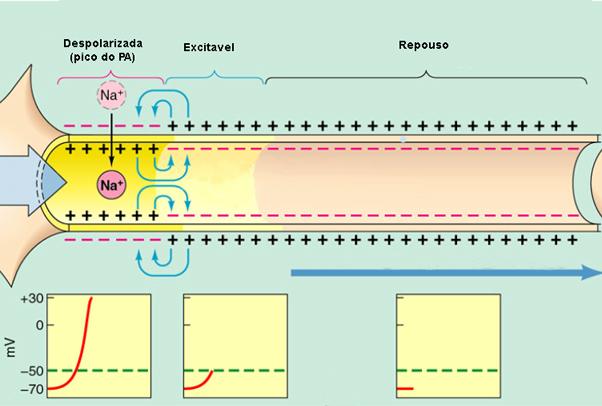 Zona de gatilho Chegada da excitação Direção da propagação do PA Potencial de membrana em função do