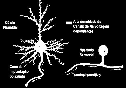 POTENCIAL DE AÇAO NAS FIBRAS SEM MIELINA O PA é gerado na zona de gatilho do neurônio e sempre se propaga no sentido da despolarização.